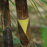 Phyllostachys vivax aureocaulis 5-2012.JPG